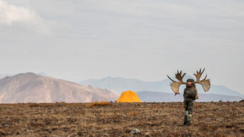 Alaskan Moose Packout