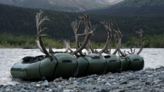 Four Caribou Bulls on Packrafts