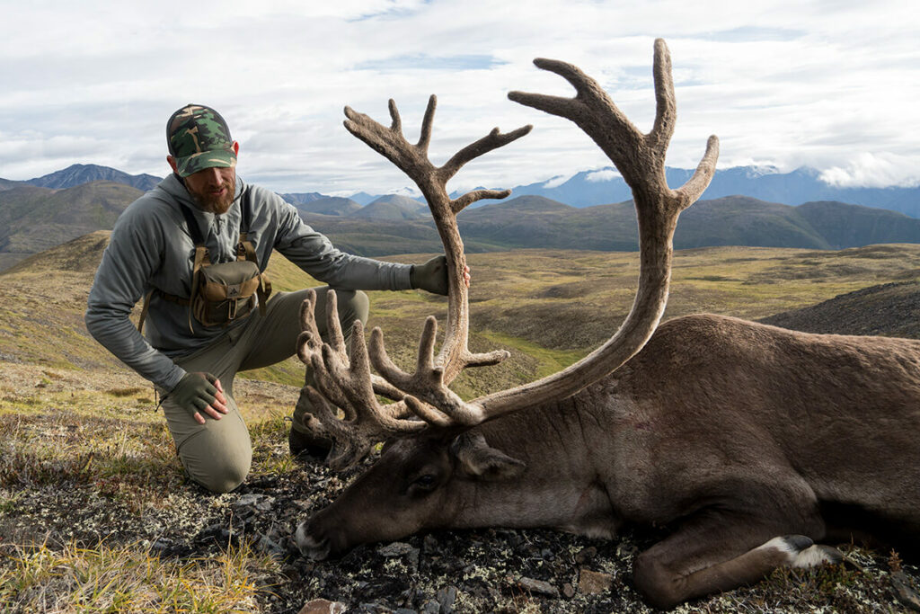 Mark's Caribou Bull