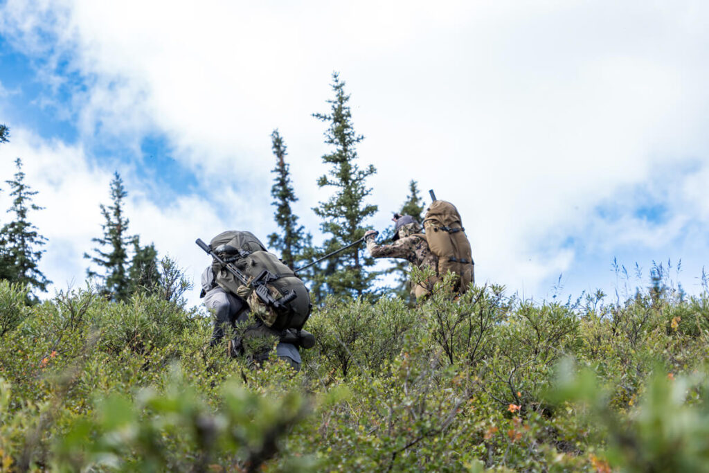 Climbing through Brush in Alaska