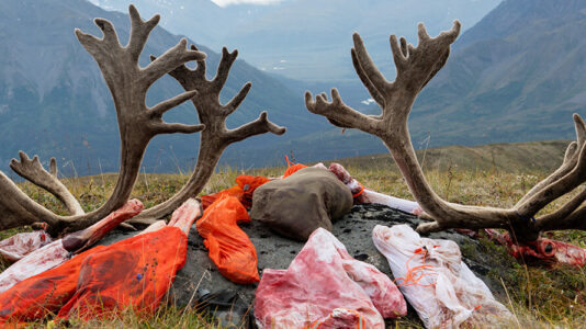 Two Caribou Bulls