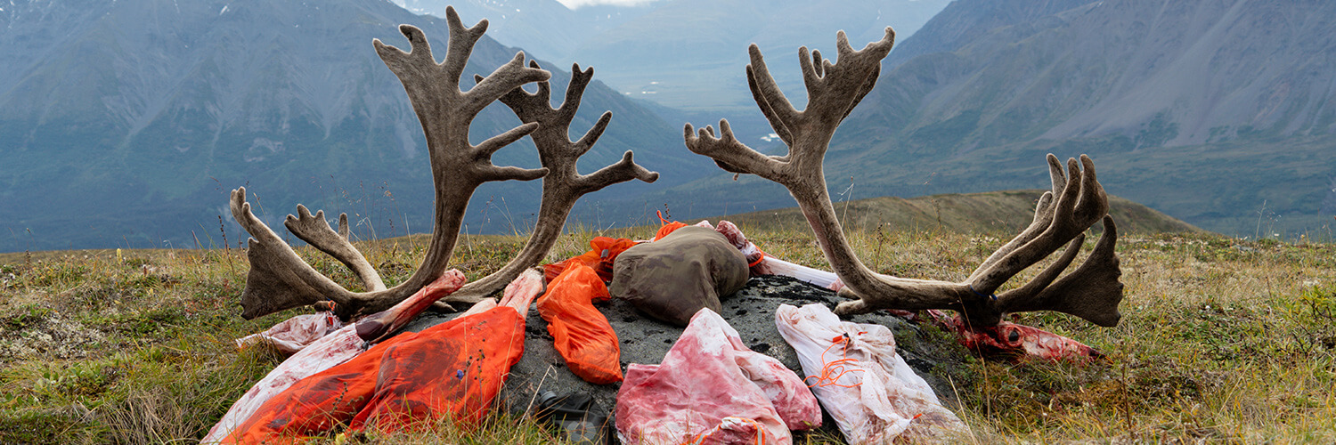 Two Caribou Bulls